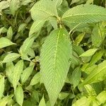 Persicaria campanulata Leaf