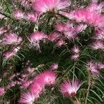 Calliandra selloi Kvet