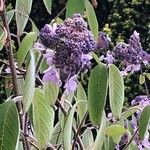 Hydrangea aspera Flower