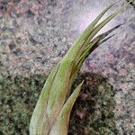 Tillandsia paucifolia Blad