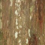 Chaetocarpus schomburgkianus Corteza