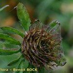 Bidens vulgata Frukt