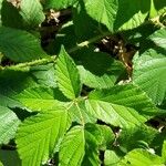 Rubus adscitus Folha