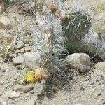 Opuntia polyacantha 葉