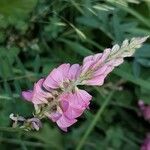 Onobrychis arenaria Flor