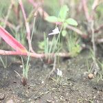 Utricularia arenaria Yeri