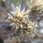 Castilleja nana Blüte