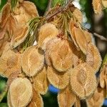 Ulmus laevis Fruit