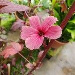 Hibiscus acetosella Blüte