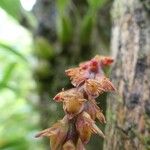 Bulbophyllum densum Blüte