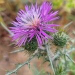 Cirsium vulgareFlor