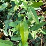 Smilax campestris Ліст