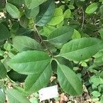 Cassine papillosa Leaf