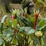 Rhododendron macabeanum Yeri