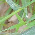 Echinochloa colona Bark