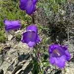 Campanula mediumFlower