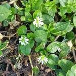 Stellaria media Blomma