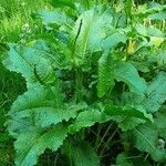 Rumex × acutus Leaf