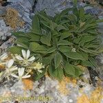 Silene andryalifolia Hábito