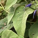 Salvia patens Folha