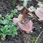 Reynoutria japonica Leaf