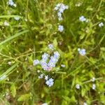 Myosotis scorpioides Leaf