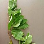 Terminalia superba Hoja