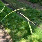 Brachypodium sylvaticum Flower