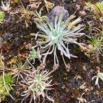 Plantago sericea Elinympäristö