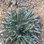 Echium asperrimum Leaf