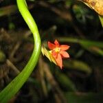 Scaphyglottis imbricata Corteza