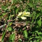 Polygala flavescens Blad