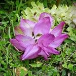 Curcuma aromatica Flower