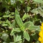 Achillea tomentosa 葉