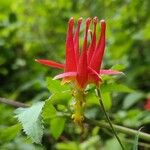 Aquilegia formosa Blodyn