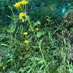 Patrinia scabiosifolia Kukka