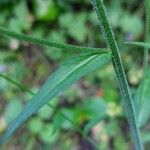 Campanula rapunculus Blatt