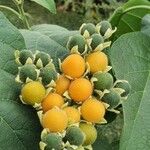 Solanum erianthum Fruit