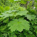 Oplopanax horridus Foglia