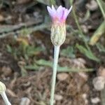 Xeranthemum cylindraceum Çiçek