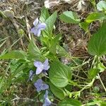 Viola canina Blomst