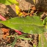 Commelina tuberosa পাতা