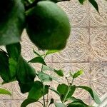 Citrus × aurantiifolia Плод