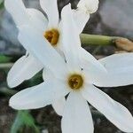 Narcissus obsoletus Kukka