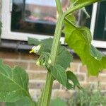 Solanum nigrescens Plod