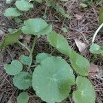 Umbilicus rupestris Leaf