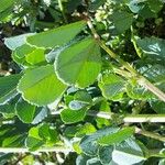 Medicago polymorpha Folio