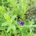 Salvia coahuilensis Flor