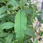 Buddleja albiflora Ліст