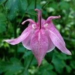 Aquilegia vulgaris Flower